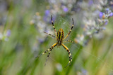 Fototapeta Tulipany - big yellow spider in lavender fields on a green background