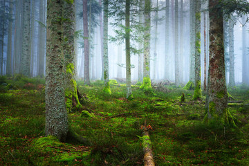 Wall Mural - A scene in a dark misty pine forest with a moss carpet and fallen tree trunks. French Alsace.