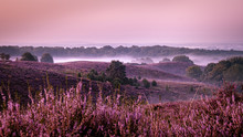 Posbank Netherlands, Misty Foggy Sunrise Over The National Park Veluwezoom Posbank Netherlands, Heather Flowers In Blooming, Purple Hills