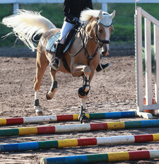 Horse (pony) in equestrian competition with rider on the trot rods..