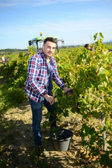 Wall Mural - handsome man farmer in vine, harvesting ripe grape during wine harvest season in vineyard