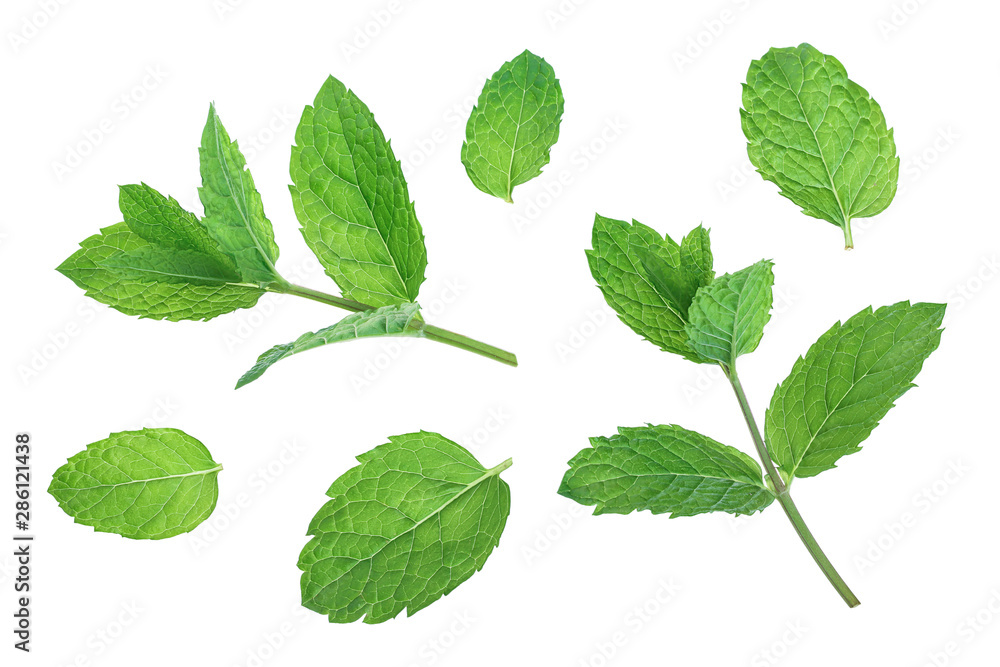 fresh green mint leaves isolated on white background, top view. Flat lay - obrazy, fototapety, plakaty 