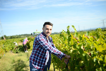 Wall Mural - handsome man farmer in vine, harvesting ripe grape during wine harvest season in vineyard