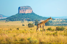 Giraffe (Giraffa Camelopardalis) Walking Through The African Savannah With A Butte Geological Formation In The Background Inside The Entabeni Safari Reserve, Limpopo Province, South Africa.