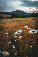 Fototapete - Yellow flowers covered field in summer time, in a background towering mountains