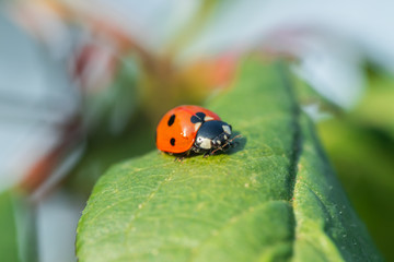 Red ladybug on a green leaf in the garden