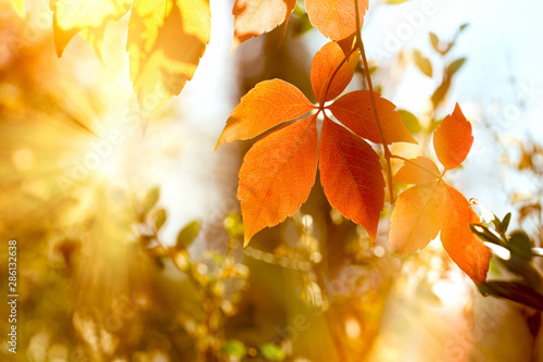 Fotografía Autumn leaf, beautiful nature in autumn, autumn leaves on tree lit by golden sun