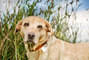 Wall Mural - The Golden Labrador