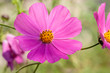 Pink cosmos flower in green garden macro