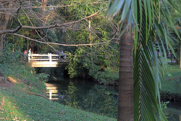 Wall Mural - Ibirapuera