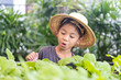 asian little boy working in a vegetable farm.Cute little boy wearing framer hat and a bunch of fresh organic green vegetable