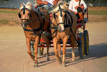 Ponies Pulling A 4-wheel Cart