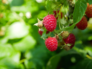 Wall Mural - summer raspberries on the bush. In the garden on the branches of the raspberry Bush is maturing a large number of large raspberries among green leaves.