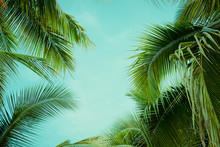 Coconut Palm Tree Foliage Under Sky. Vintage Background. Retro Toned Poster.