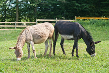 Two Donkeys Black And Beige In Nature