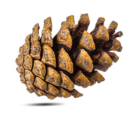 Pinecone isolated on white background with clipping path