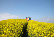 Person With Rainbow Umbrella Walking In Field Of Wildflowers
