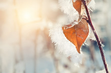 Hoarfrost On The Leaves In Winter Forest. Macro Image, Shallow Depth Of Field. Beautiful Winter Background