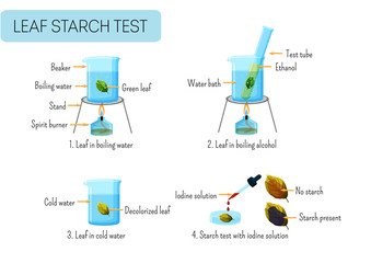Leaf starch test. School scientific experiment proves photosynthesis in leaves.