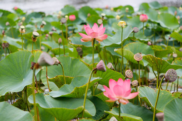 Beautiful lotus flowers with minted in its natural habitat, against the background of its leaves. Medium plan.