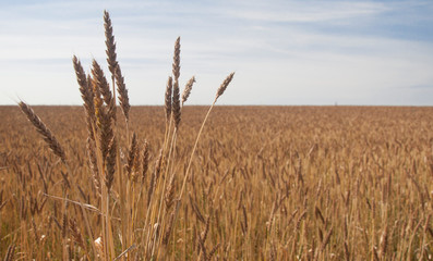 Wheat field against a blue sky