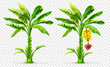 Set of Banana palm tree with fruits. Exotic tropical plants with green leaves and flower, Isolated on transparent grid background. Eps10 vector illustration.