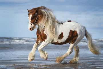 Wall Mural - Tinker horse gallops on the beach of Katwijk