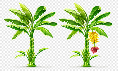 set of banana palm tree with fruits. exotic tropical plants with green leaves and flower, isolated o