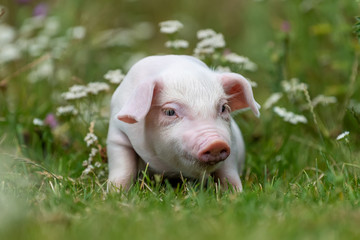 Wall Mural - Young funny pig on a green grass