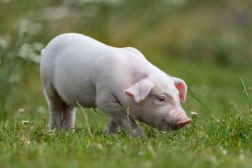 Wall Mural - Young funny pig on a green grass