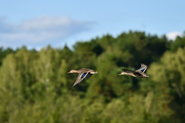 two ducks flying in the background of the forest.