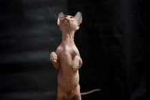 Sphynx Cat Standing With Two Kicks.