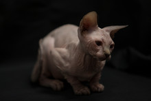 Portrait Of A White Sphynx Cat.