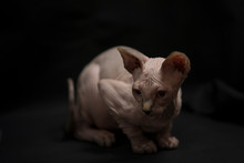 Portrait Of A Sphynx Puppy Cat.