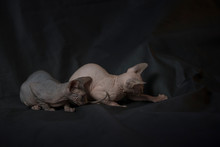 Sphynx Cat Brothers Couple.