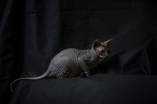 Portrait Of A Sphynx Cat Black