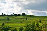 Fototapeta Konie - a hill with green grass and sparse trees