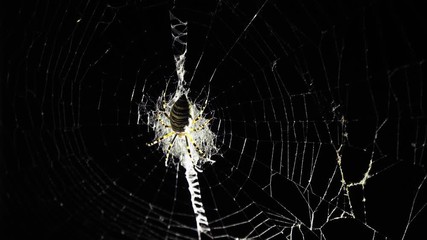 A large spider sits on a web at night. A spider hunts insects to drink their blood. Poisonous insect. Fear of spiders. Halloween. Horror movie. 