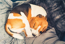 Sleeping Beagle Dog On The Sofa In Living Room Curled