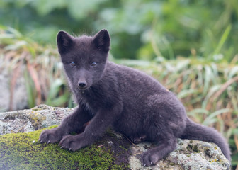 Wall Mural - arctic fox pup of the priblof islands, saint paul alaska