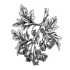 Branch of hawthorn with leaves and berries. Sketch. Engraving style. Vector illustration.