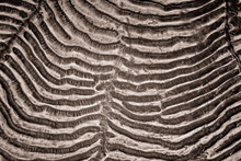 Microscopic Image Of Sardine Scale