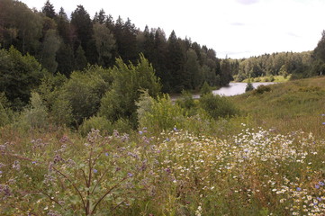 Wall Mural - Flowers in the green meadow