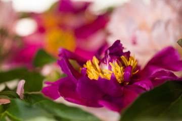 Wall Mural - Pink flowers peony macro with petals and water drops