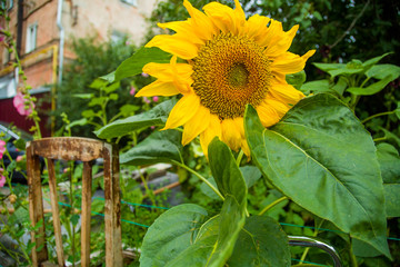 Wall Mural - Yellow blooming sunflower macro with petals