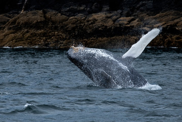 Wall Mural - Breaching Baby Humpback Whale