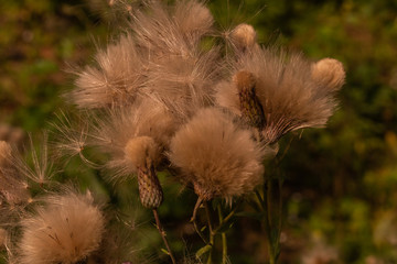 Wall Mural - White fluffy dried flowers macro