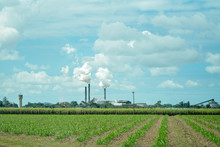 Crop Of Sugar Cane With Mill In The Background During Crushing Season