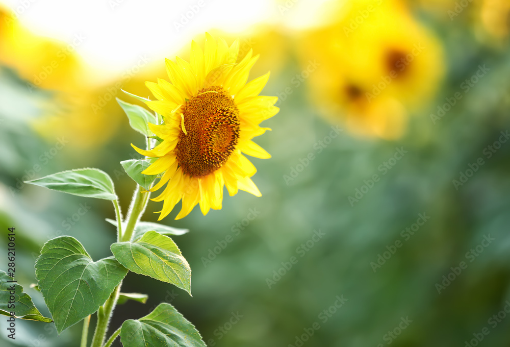 Beautiful blooming sunflower in field