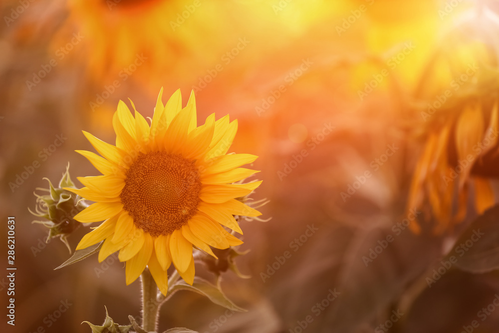 Beautiful blooming sunflower in field
